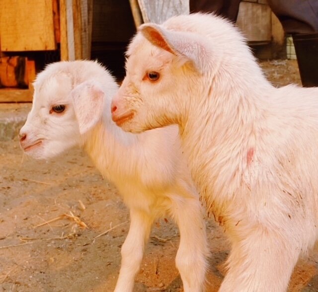 Our village just keeps growing one by one....or should we say five!⁠
⁠
We would like to welcome the newest additions to our Bolingo family. ❤️⁠
⁠
Please feel free to drop some name suggestions in the comment section below!