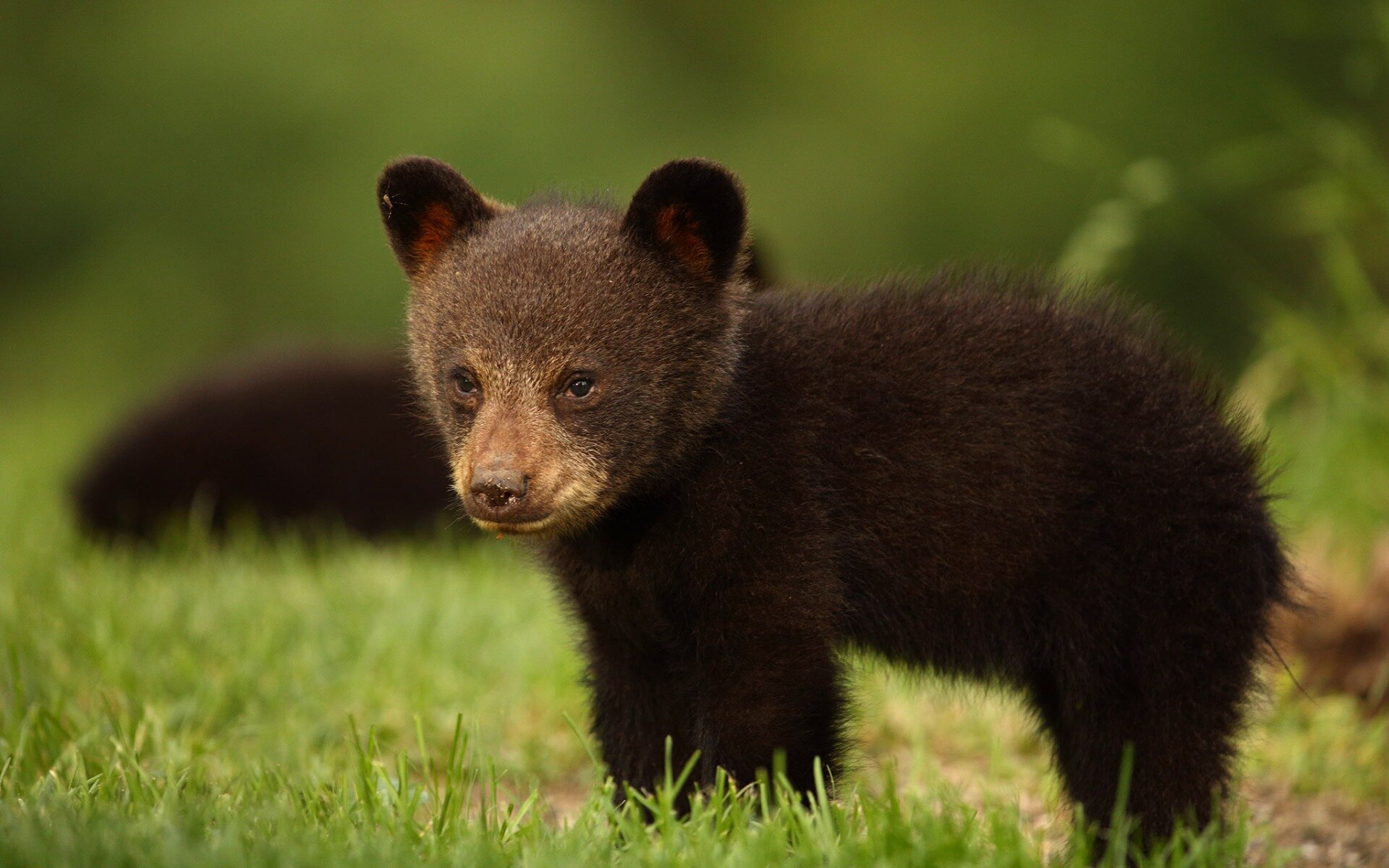 bear cub.jpg