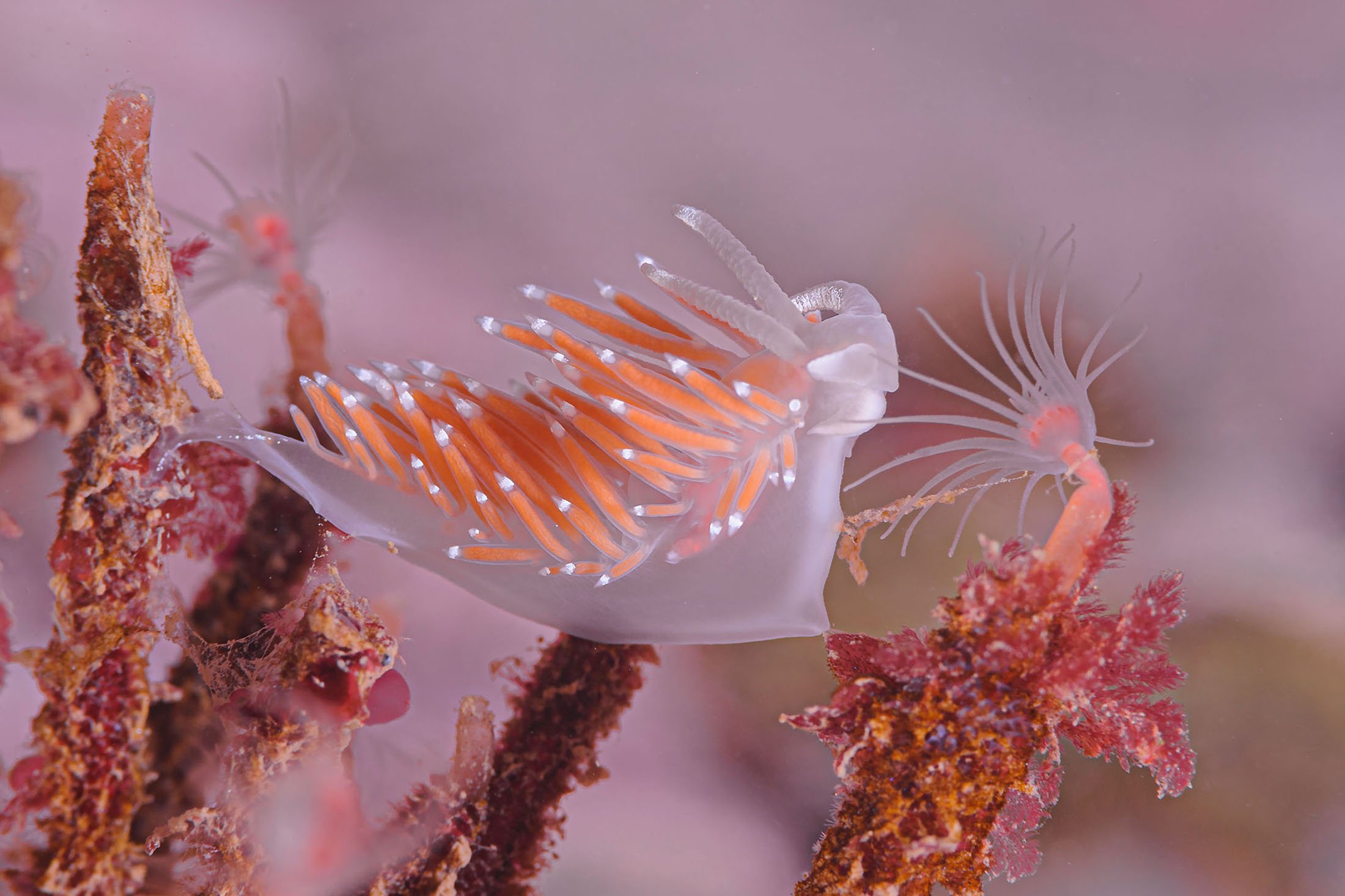   Nudibranch eating hydroid © Andrew Martinez.  