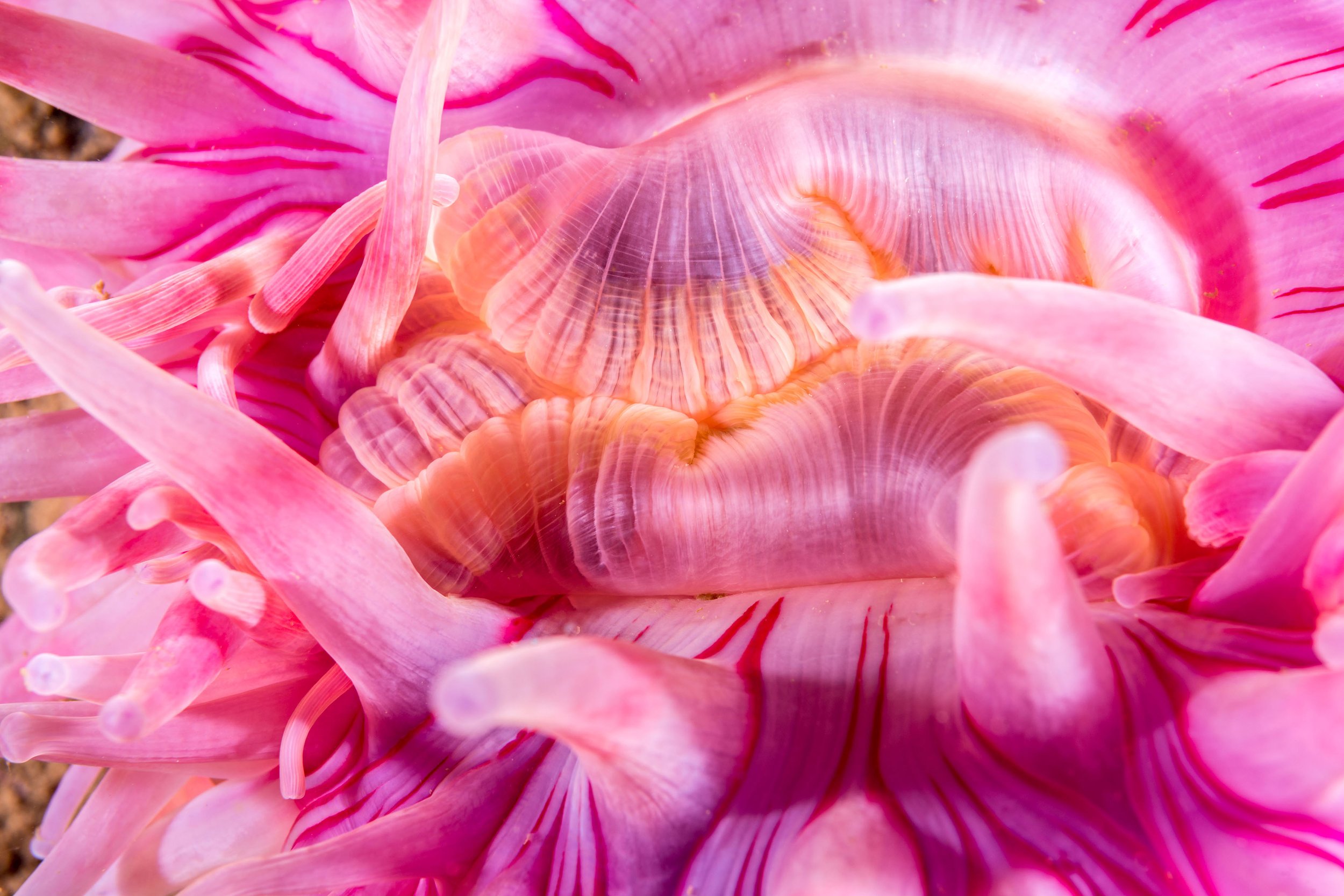 sea anemone detail of mouth 1.jpg