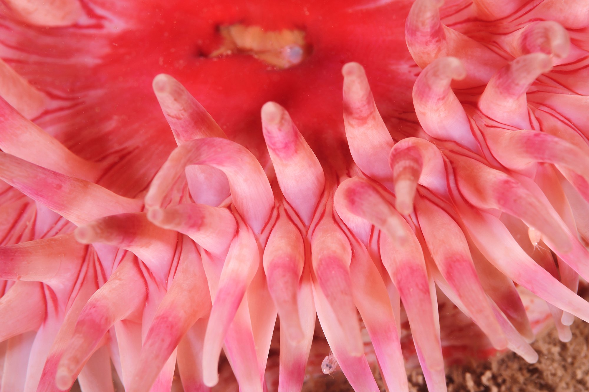 sea anemone 3 hi res.jpg