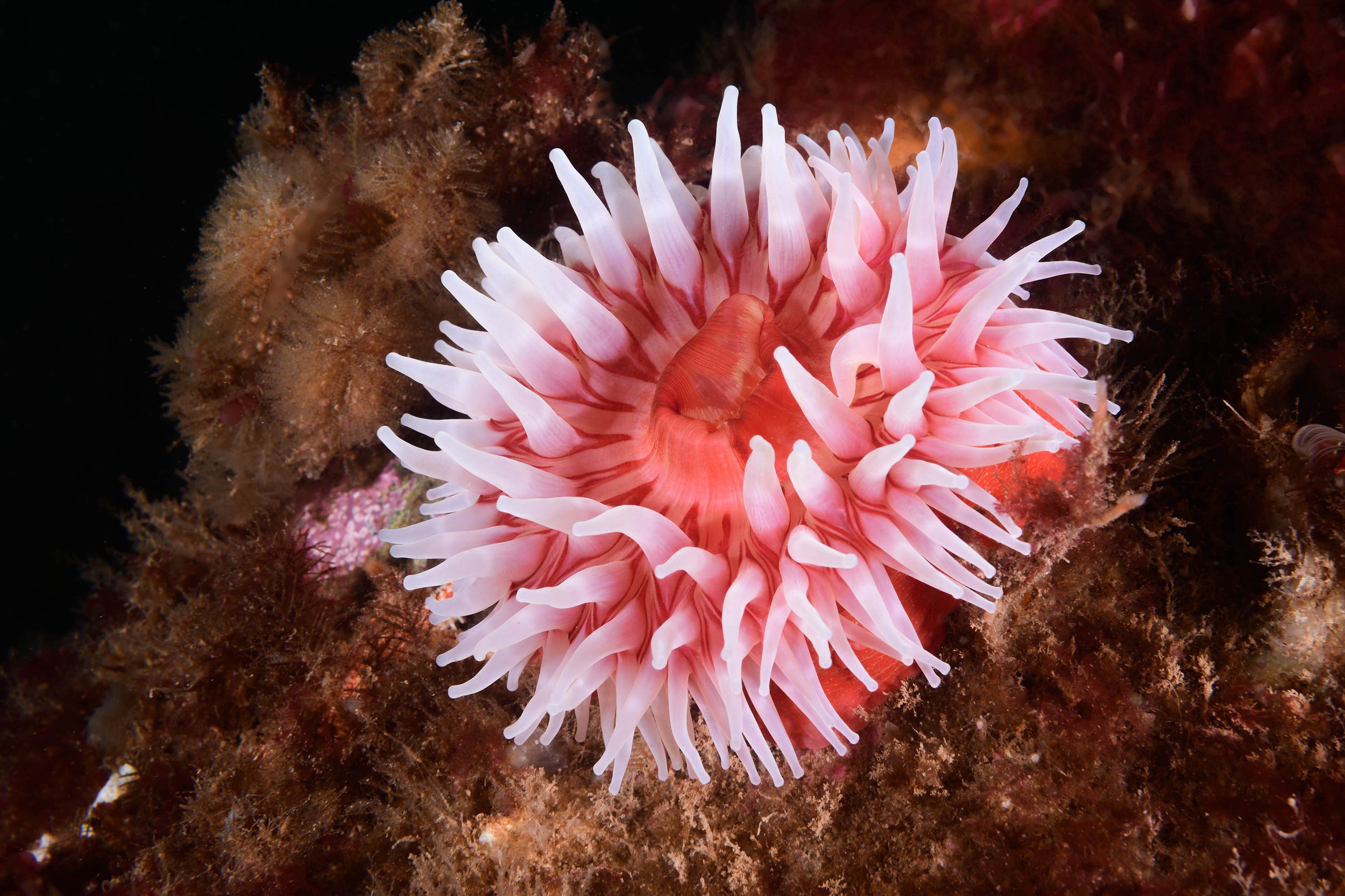  Northern Red Sea Anemome © Andrew Martinez.  