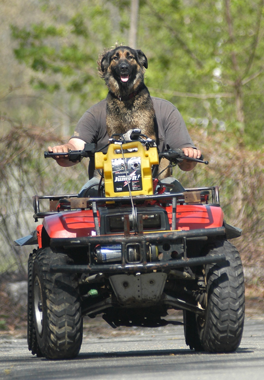   [3] Bailey, a 3-year-old Shephard and Border Collie mix, appears to have human abilities, but really his owner Dave White is the driver of this ATC and heads back home on Becker Circle, May 9, 2004. Photograph by&nbsp;Desi Smith.  