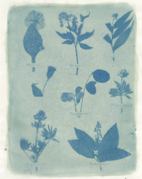 Pansy copy.png