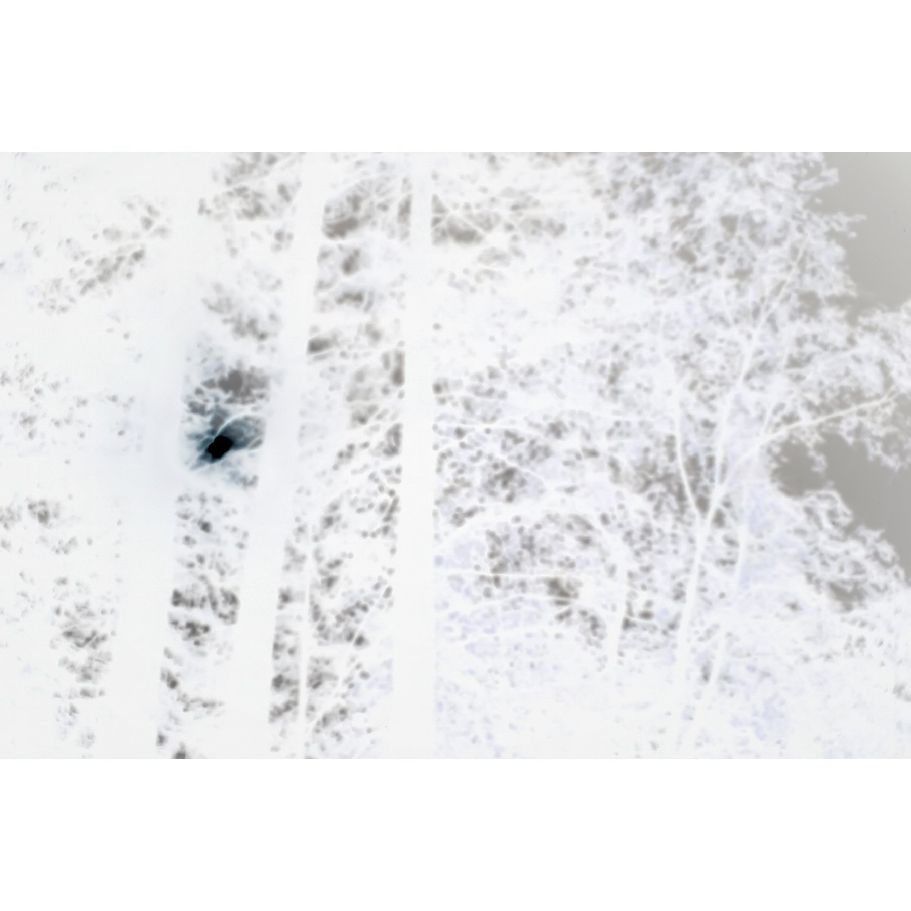 sq silver clover club_MOCL book finalv2.jpg