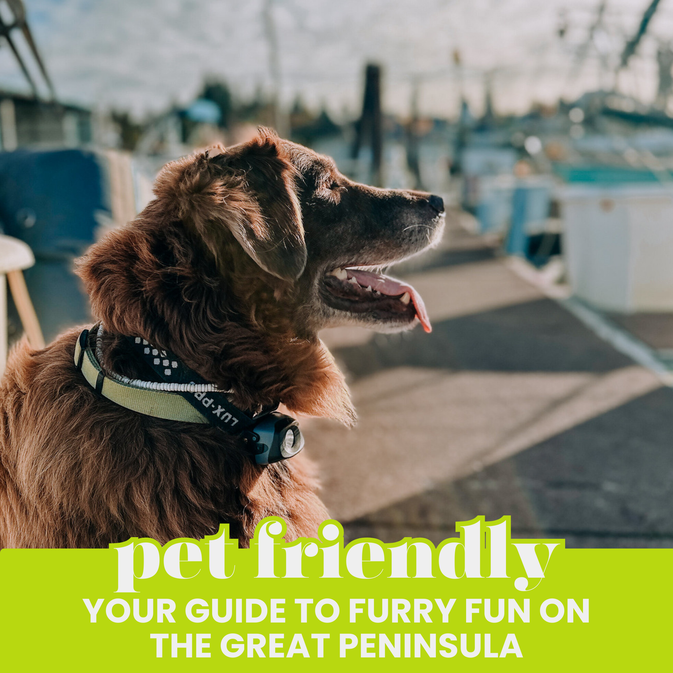 20 pet friendly places in Kitsap to explore with your dog this Spring &amp; Summer