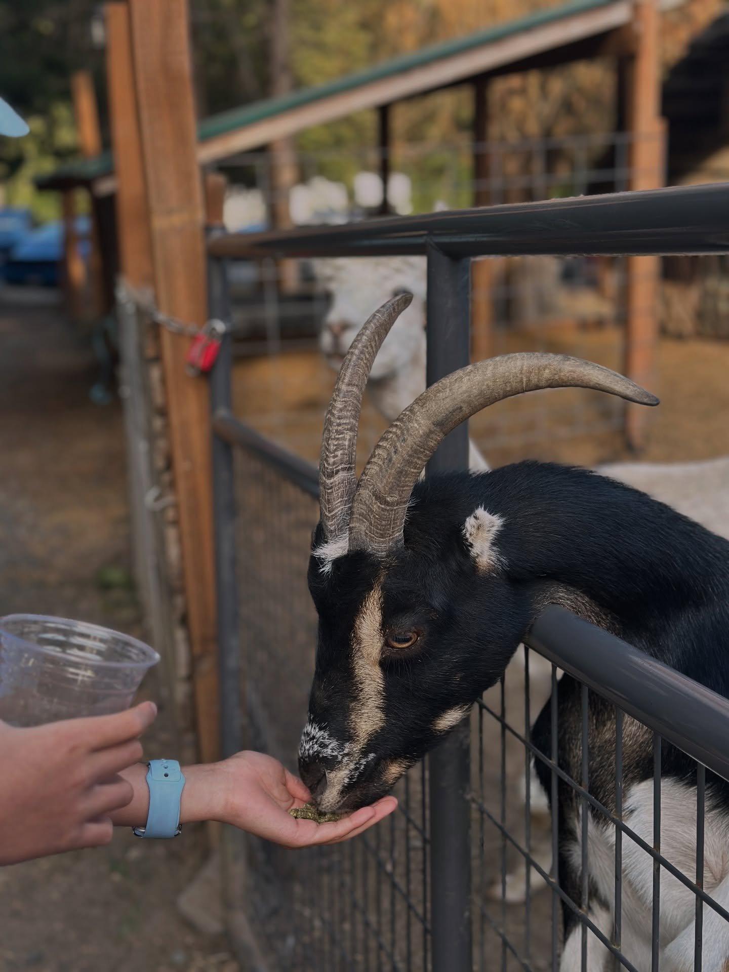 Did you know that Bushel &amp; Barrel Ciderhouse has a petting zoo? It&rsquo;s true! Sip your cider and let the littles enjoy getting hands on feeding the animals. It&rsquo;s a super fun, family-friendly gathering place with plenty of room to move ar