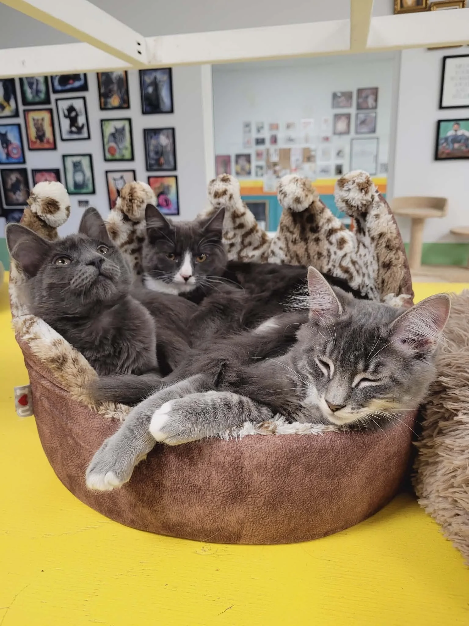 Ziggy's Cat Cafe, Bremerton