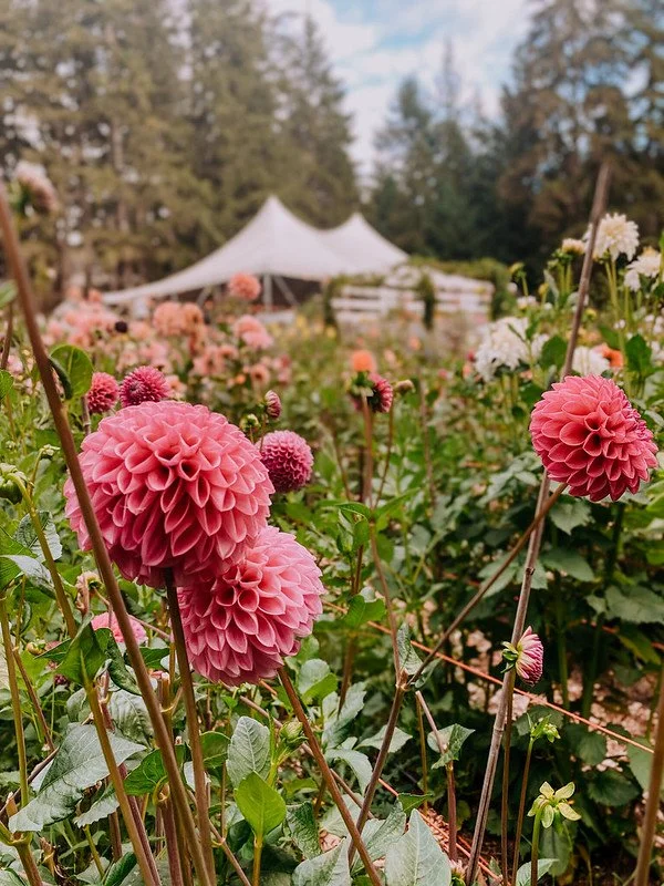 Courter Country Farm