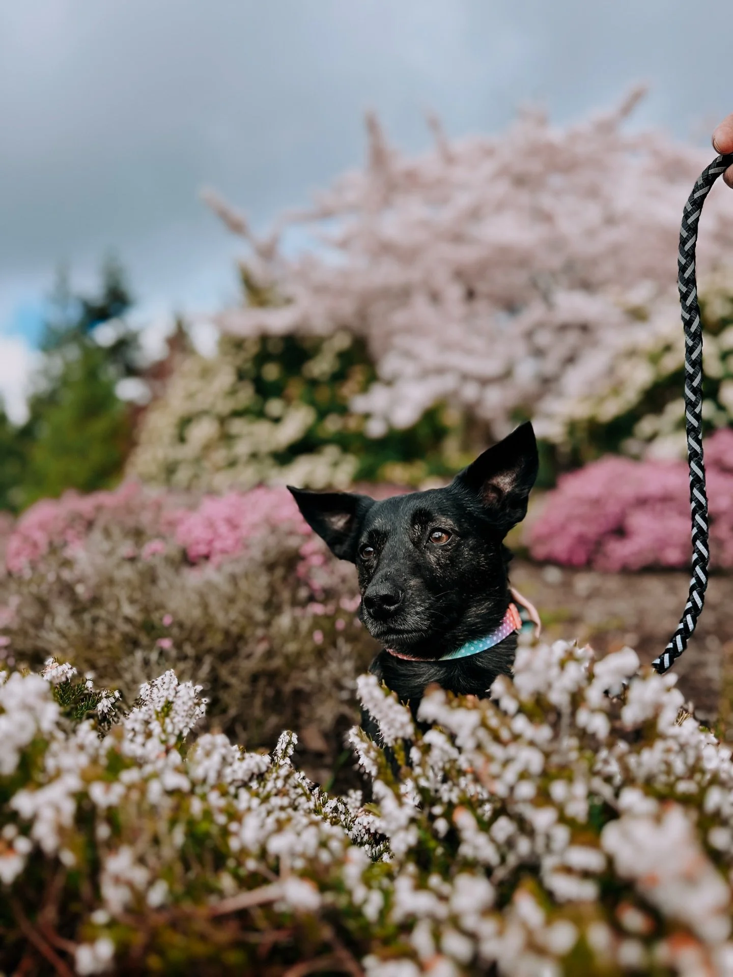 Cherry blossoms in Kitsap - SPRING is just around the corner! One of Bremerton&rsquo;s hidden gems is hiding in plain sight across from the shipyard entrances on Charleston Blvd - Cherry blossom row. Park near Callow Ave and spend a few minutes walki