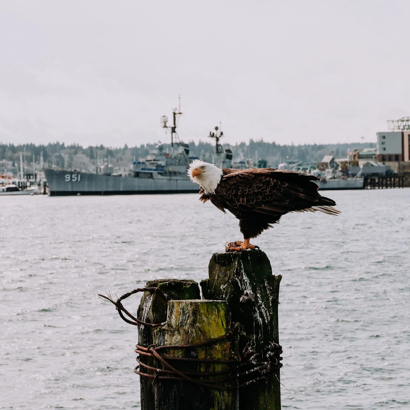 If you&rsquo;re looking for a spot in Kitsap to view wildlife - harbor seals, orcas, otters, seagulls, eagles - @boatshedmanette is a sure bet. Grab a seat at the window, order some seafood and watch the wildlife sail past. The USS Turner Joy museum 