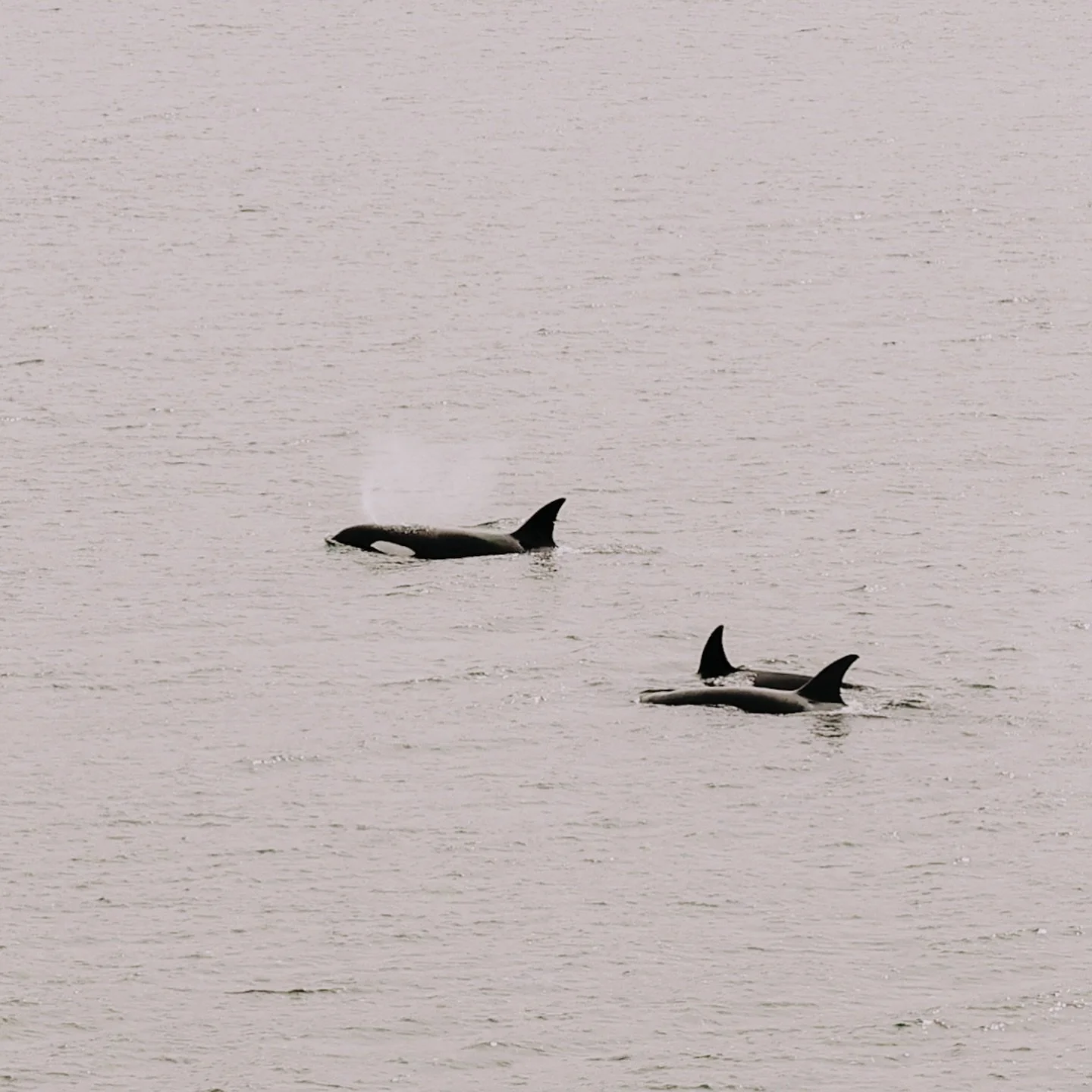 Orcas Love Kitsap too! This large pod was spotted in Colvos Passage this morning, a favorite orca waterway trail between the South Kitsap shores of Port Orchard and Vashon Island.

Orcas are often visible near Southworth ferry routes, and we highly r