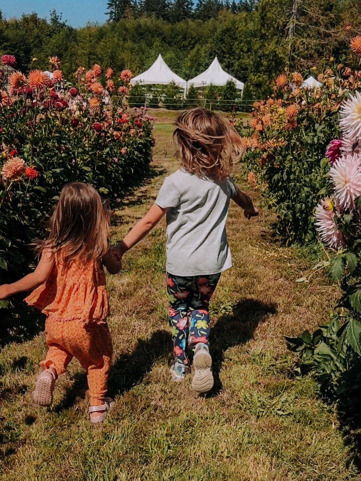 Welcome to the @red_roof_ranch.1, a beautiful wedding venue and working farm just moments away from the shores of Sinclair Inlet in Port Orchard. Sit in the sunshine, wander the gardens, pet the goats, horses and emus! 

The Kitsap Farm Tour is 10 fa