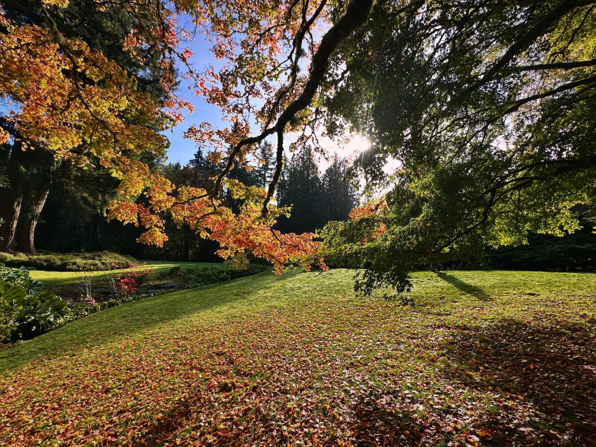 So you feel it? Summer is giving way to Autumn and the leaves have already begun change. One of THE BEST places in Kitsap to witness fall colors in Kitsap is at Bainbridge Island&rsquo;s famous Bloedel Reserve @bloedelreserve - a wonderland of natura