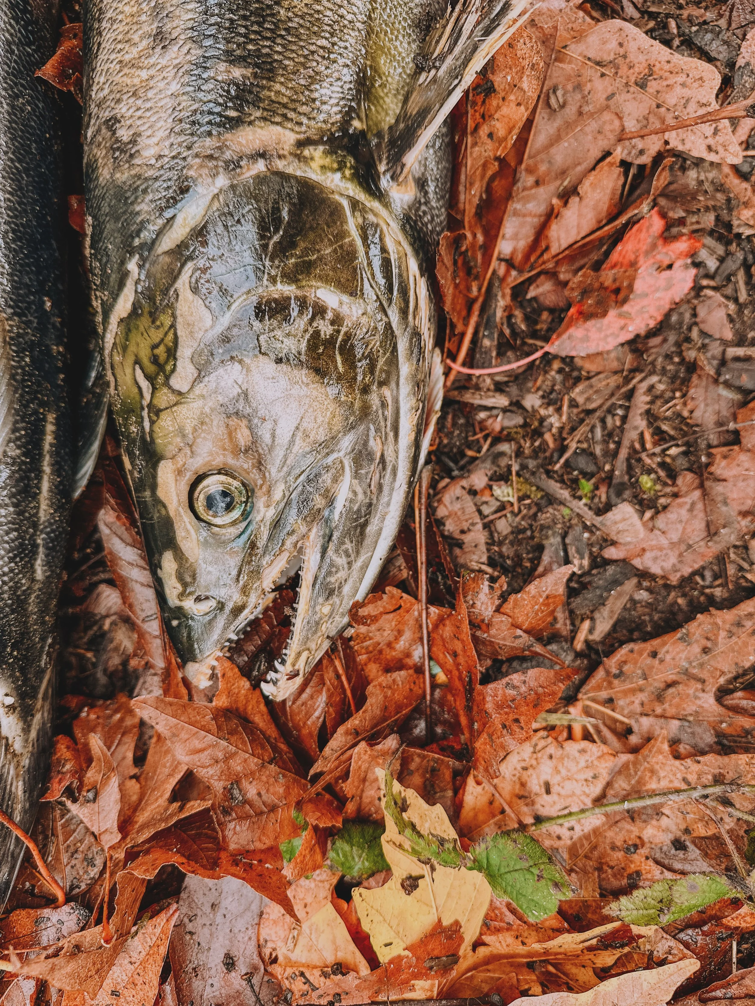 Mark your cal for November 7th for the annual Kitsap Salon Tours - a chance to witness spawning salmon across Kitsap and learn about their lifecycle and habitat. Kitsap Salmon Tours is presented by many community groups, volunteers and nonprofits inc