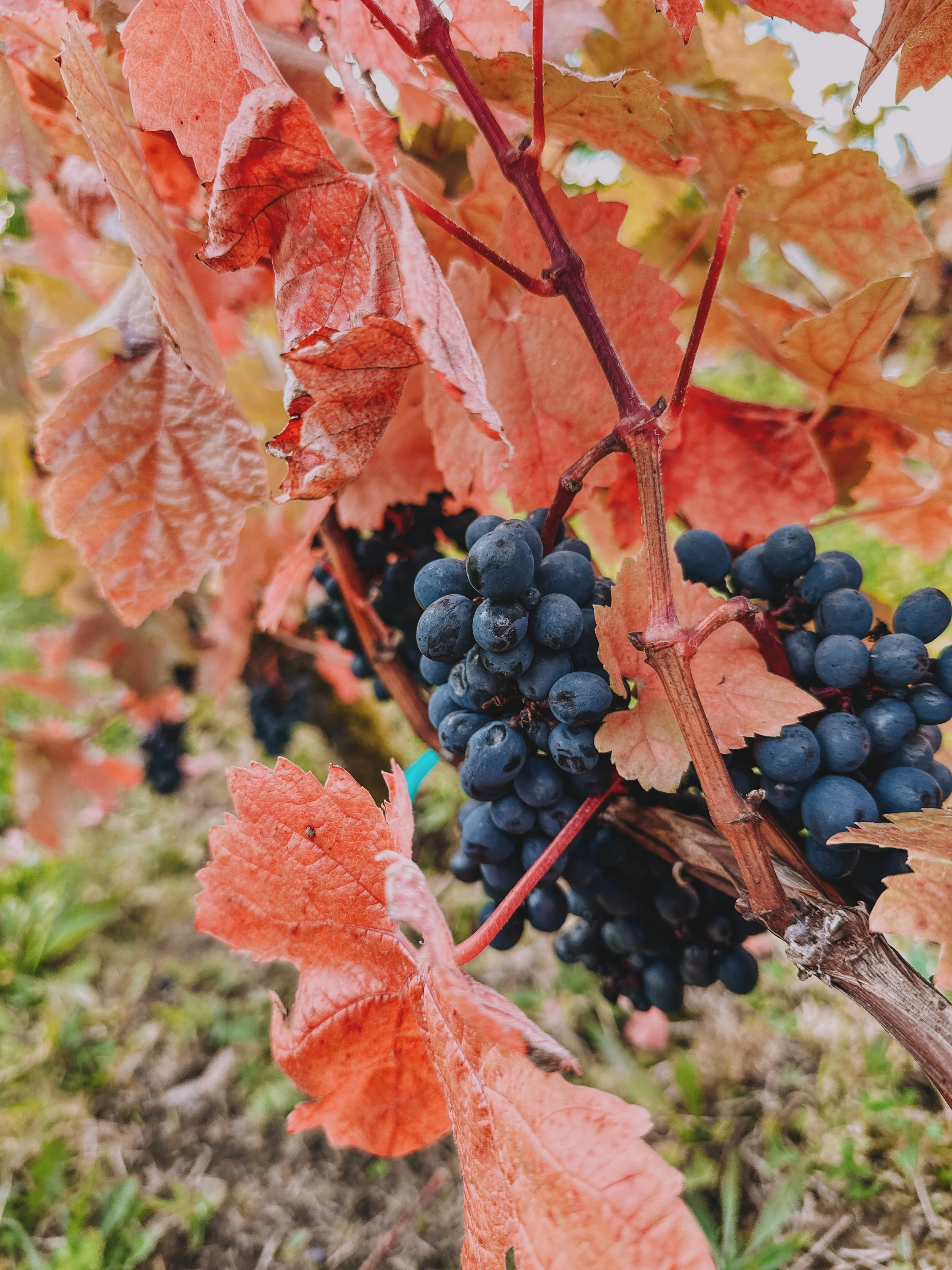 Autumn at Bainbridge Vineyards is something you have to experience for yourself. Wine lovers and casual explorers alike will savor the gorgeous island setting and the opportunity to relax among the falling leaves with a glass of excellent PNW wine. T