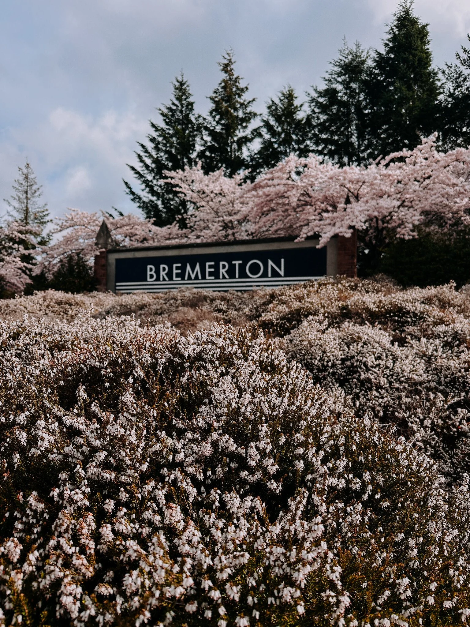 A city sign for Bremerton surrounded by blooming pink and white cherry blossom trees and dark green pine trees in the background.