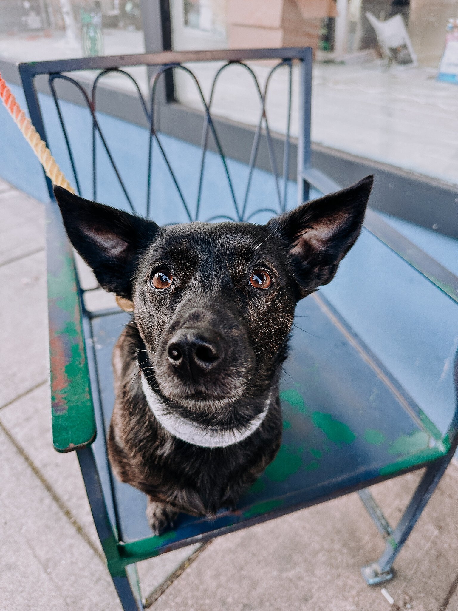 A black and brown dog with pointed ears sitting on a green metal bench outside.