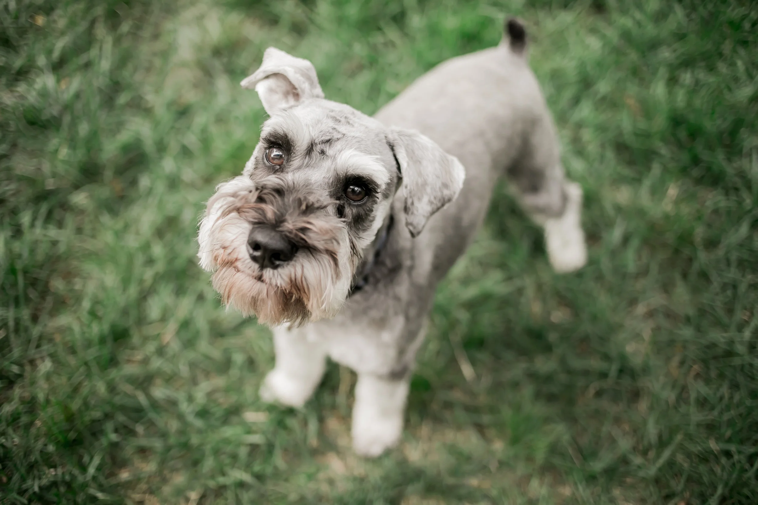 OllieGroomed-1.jpg
