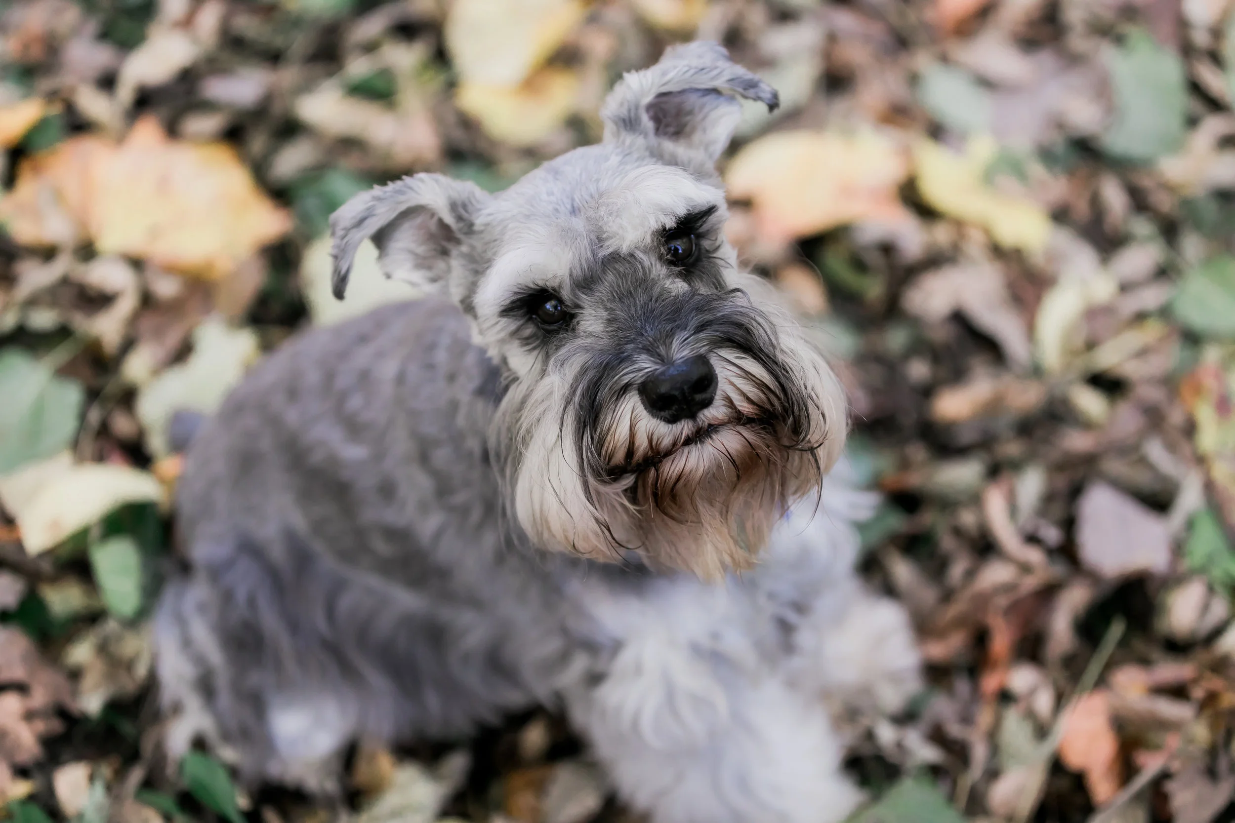 Fritz-2.jpg