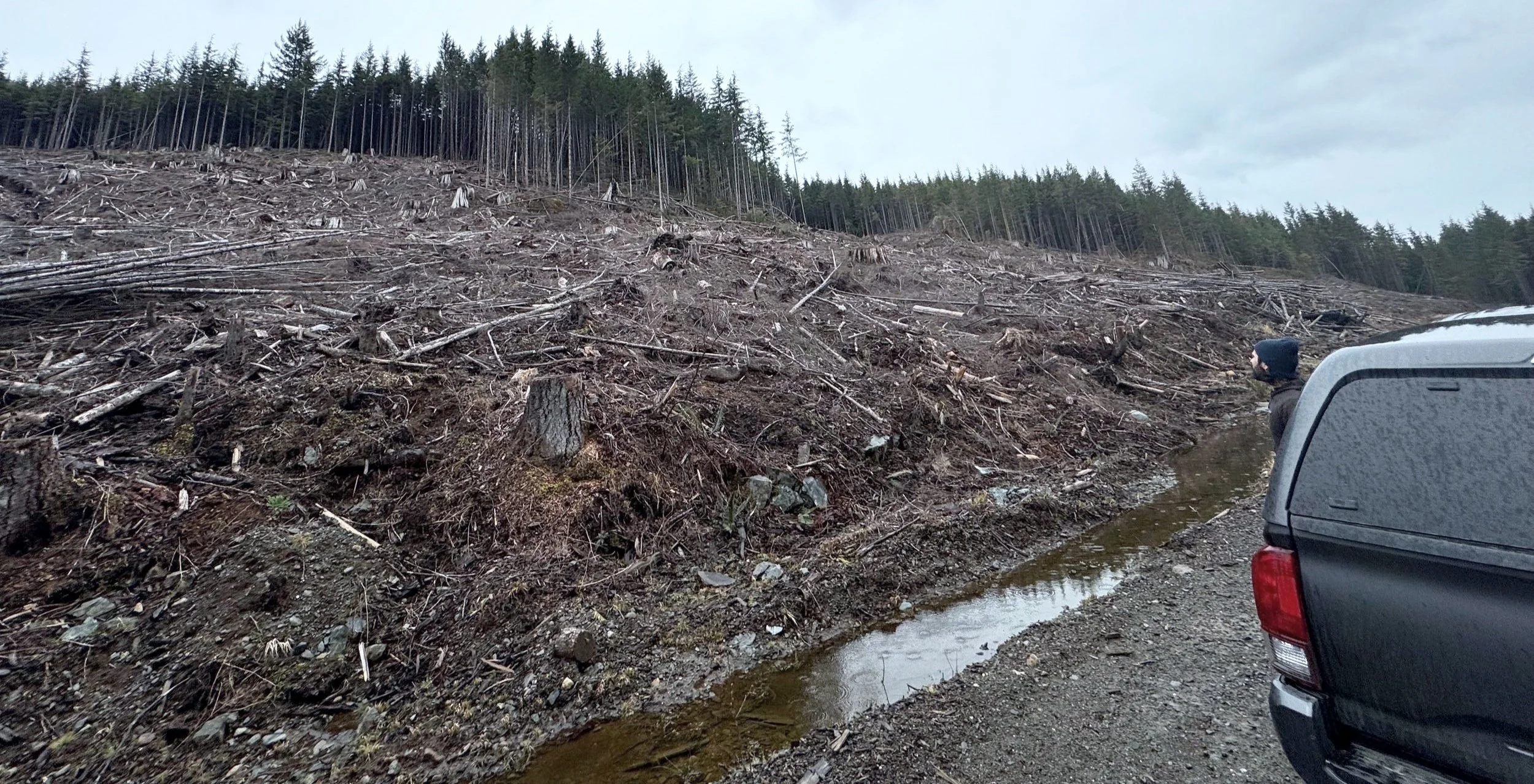 Recent+clearcut+logging+near+Adam+River%2C+Maamtagila+Territories_Credit+Rande+Cook.jpg