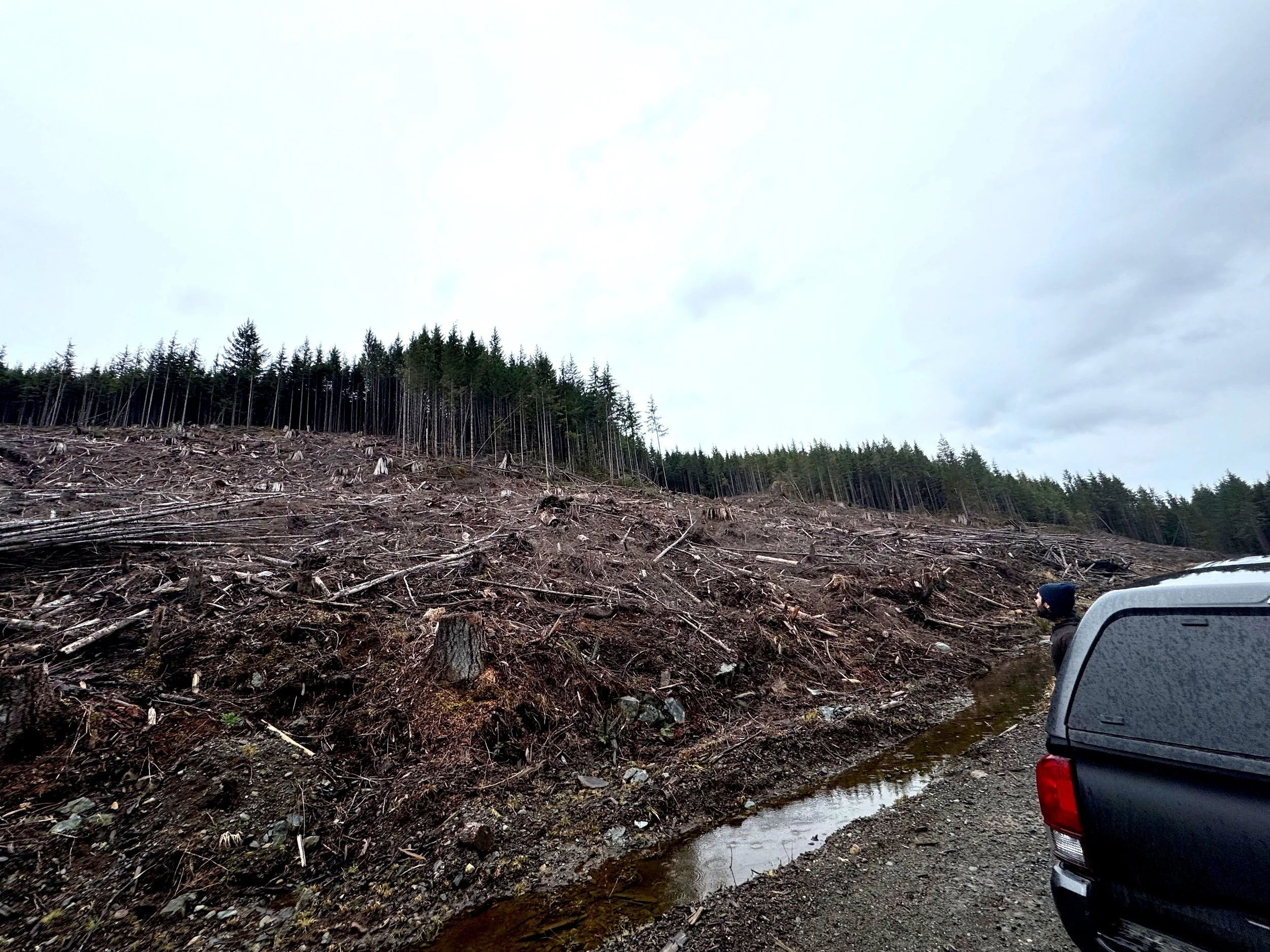 Recent+clearcut+logging+near+Adam+River%2C+Maamtagila+Territories_Credit+Rande+Cook.jpg