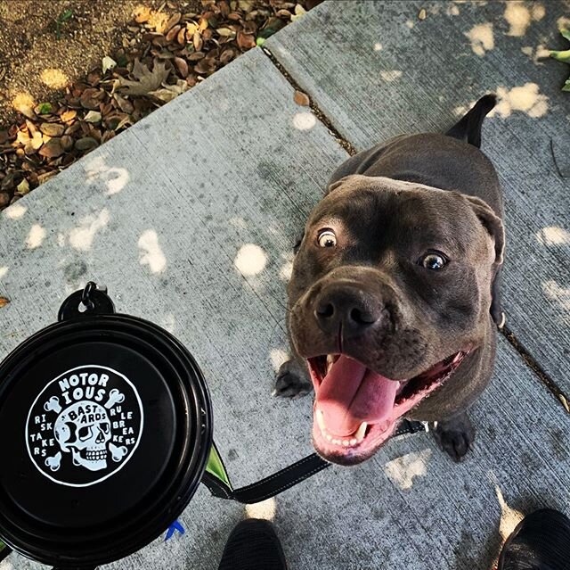 Ghost the #bluenose pit. Can you tell he likes his new #dogbowl? Slide left for derp pic. Lol bowl from @notoriousbastards #dogwalking #dogsofinstagram #dogwalker #petsitting #dogoftheday #puppylove #doglife #puppy #puppygram #sandiego