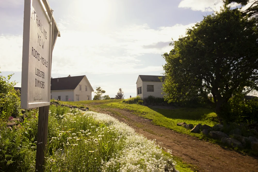 Monhegan_TrailingYew_Blog.jpg