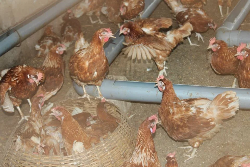 Chickens 2.jpg