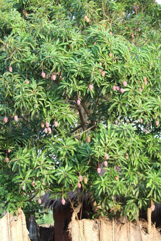 Mango tree.jpg
