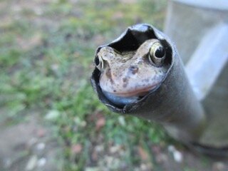 Frog1.jpeg