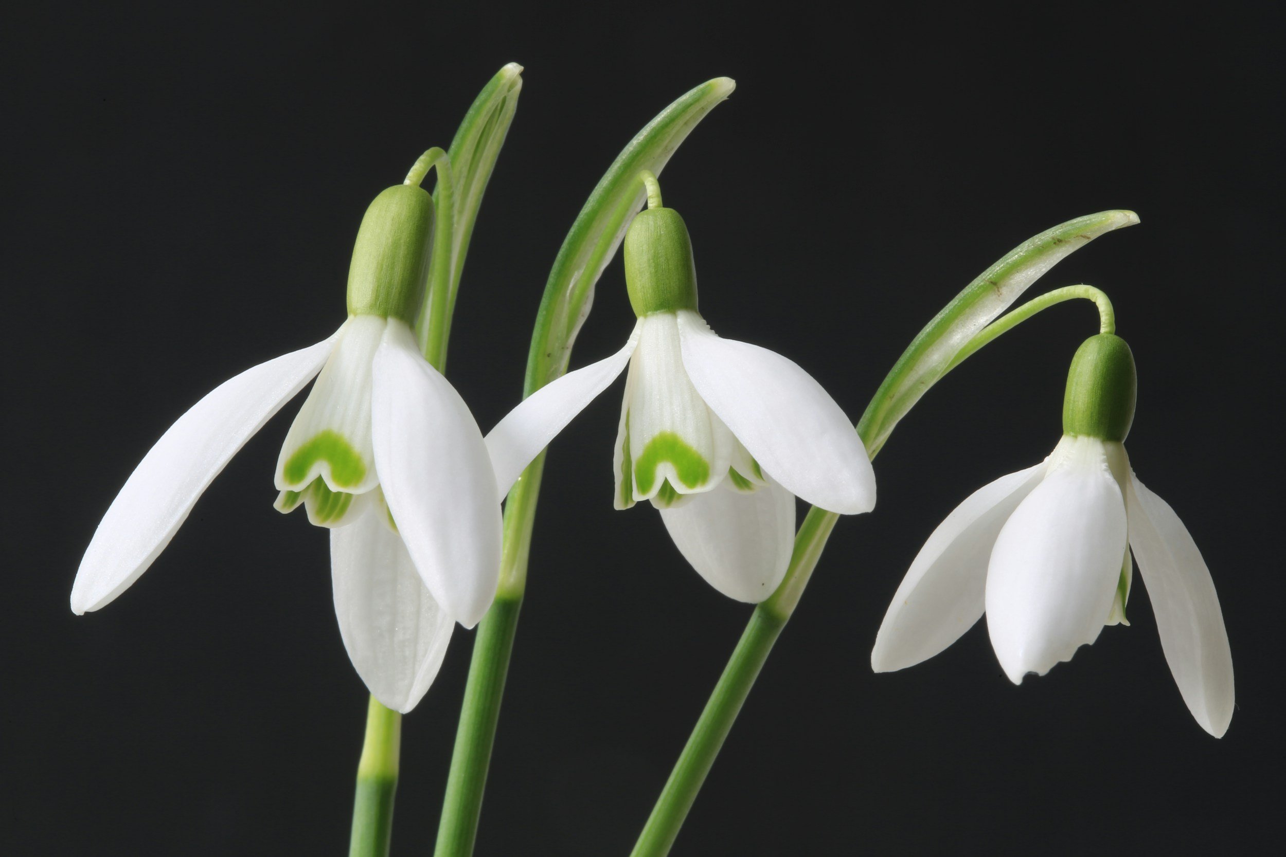 A snowdrop for the picture link to NWP's 1st set of February Writing Prompts