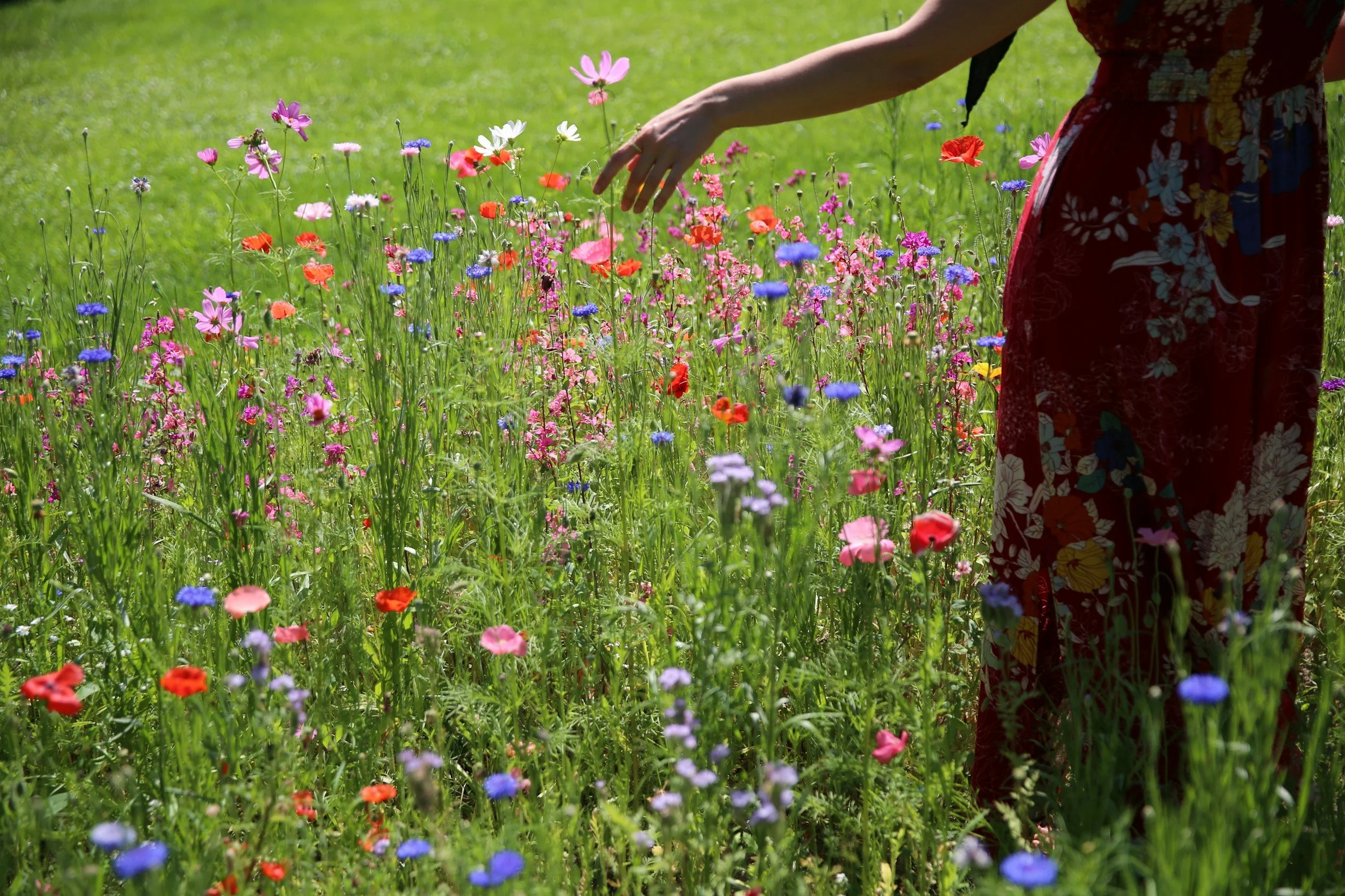 Day 30 - Ending/Continuing: A woman in a red dress wanders through wildflowers