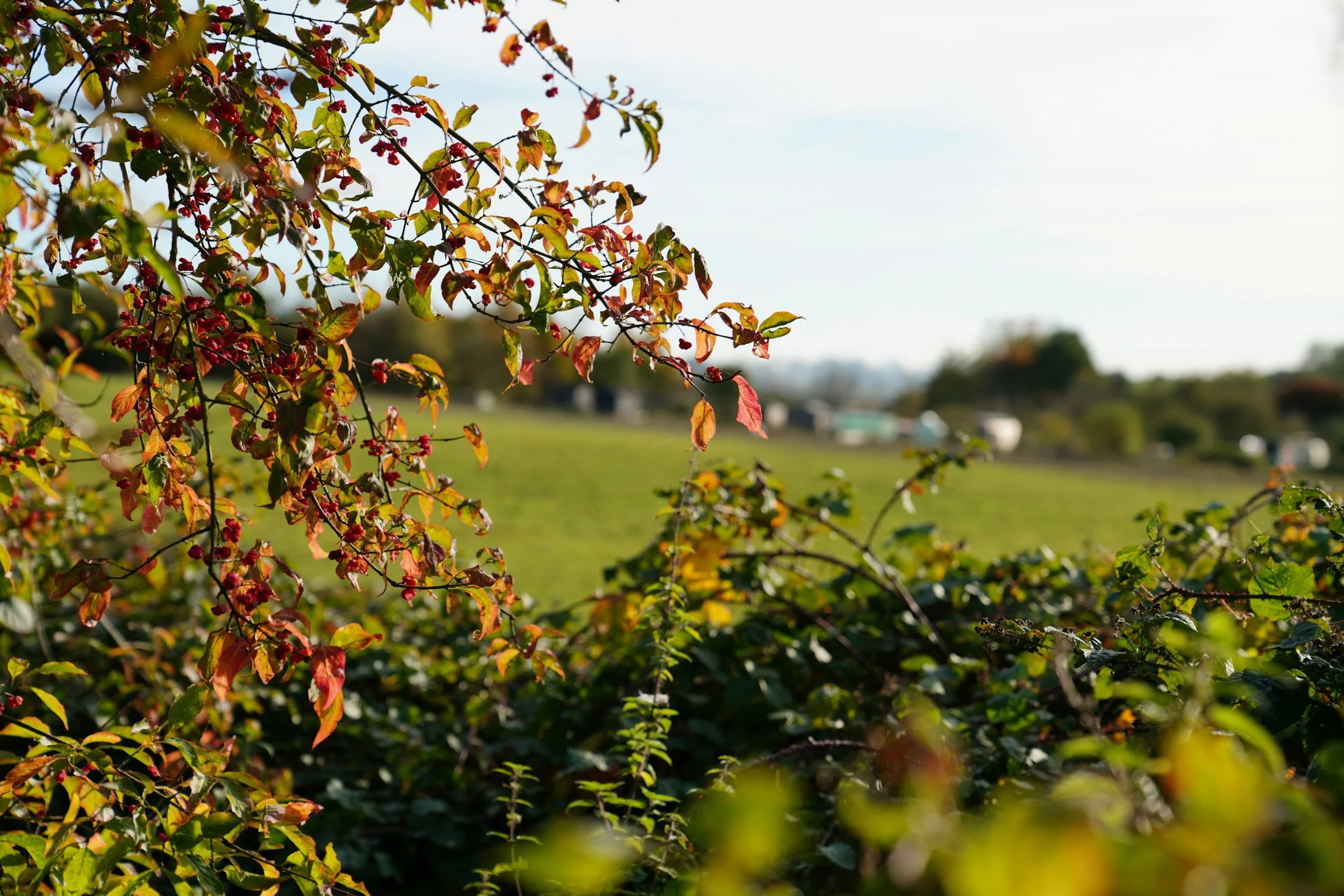 Green hedgerow with a bush with reddish leaves on the left of the frame and a blurred, green field in the background.