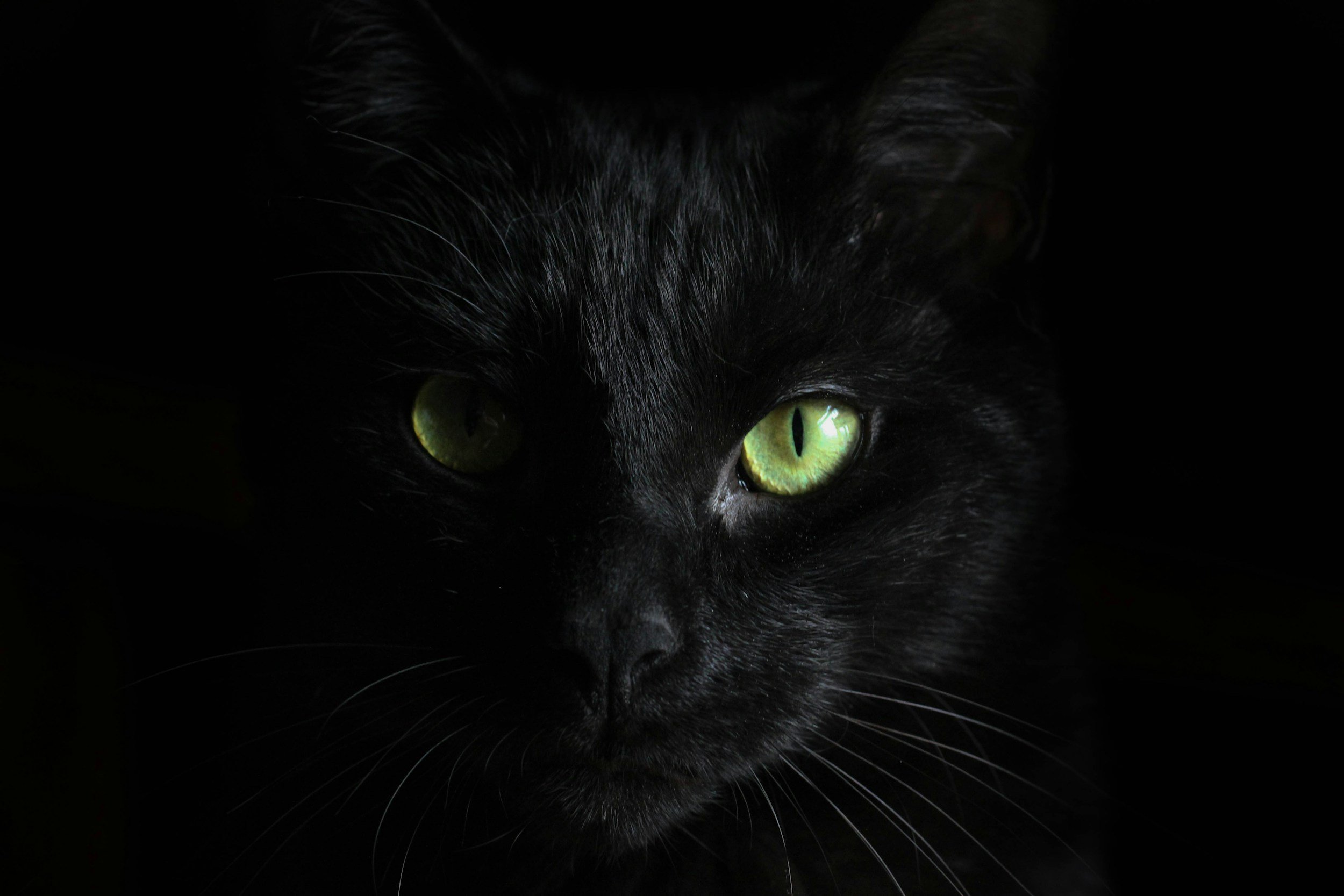 A picture of the face of a green-eyed black cat coming out of a spooky black background