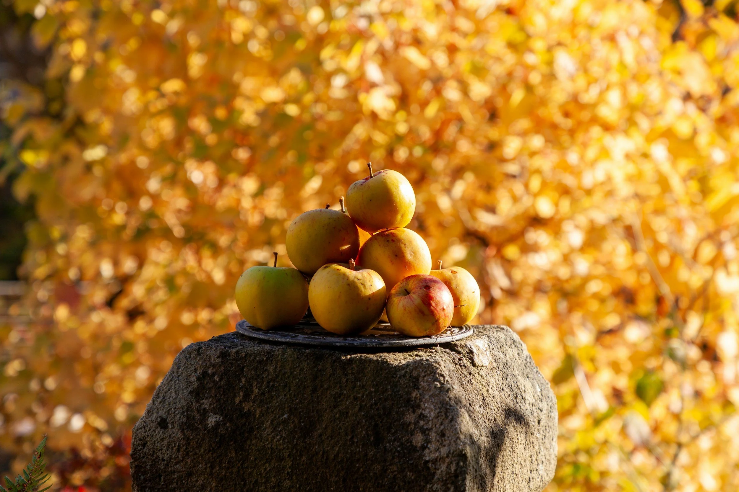 A pile of russet-coloured apples sits on top of a large, square stone. The yellowing leaves of a hedge form the background.