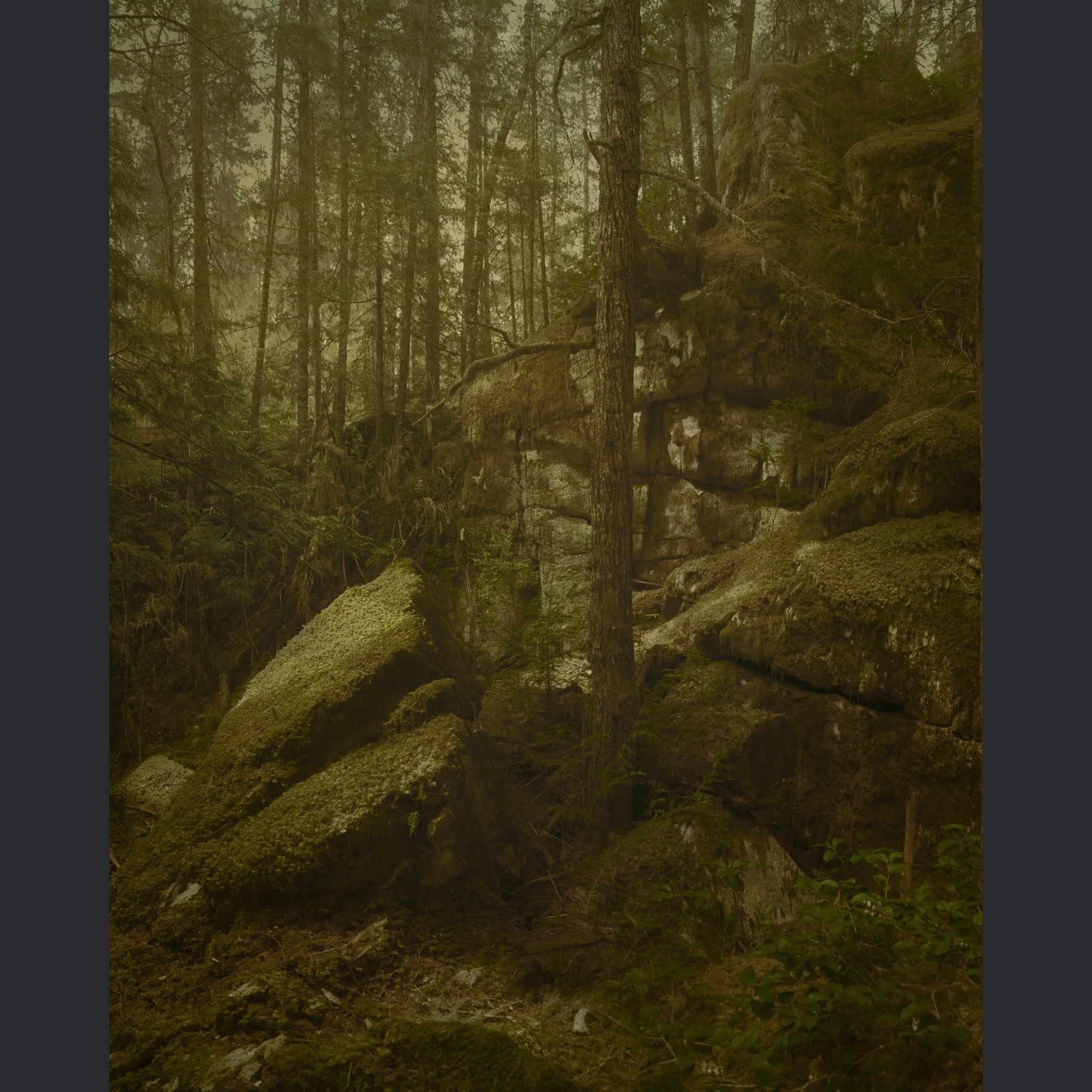 BlackForest copy.jpg