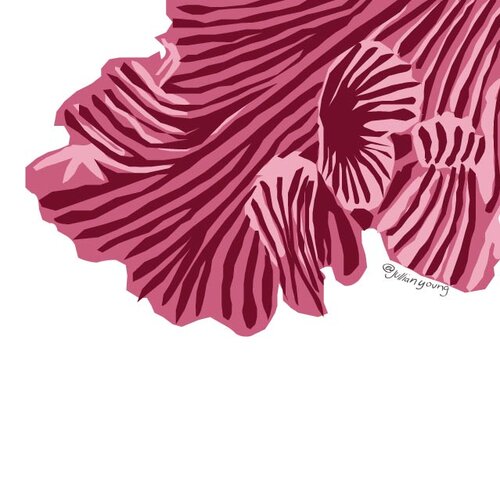 In the fall of 2016, scientists pronounced the Great Barrier Reef Dead. An obituary written by Rowan Jacobsen was dedicated to the Reef, and I was inspired by this to make a prayer card for it. What started as a project to create prayer cards for c
