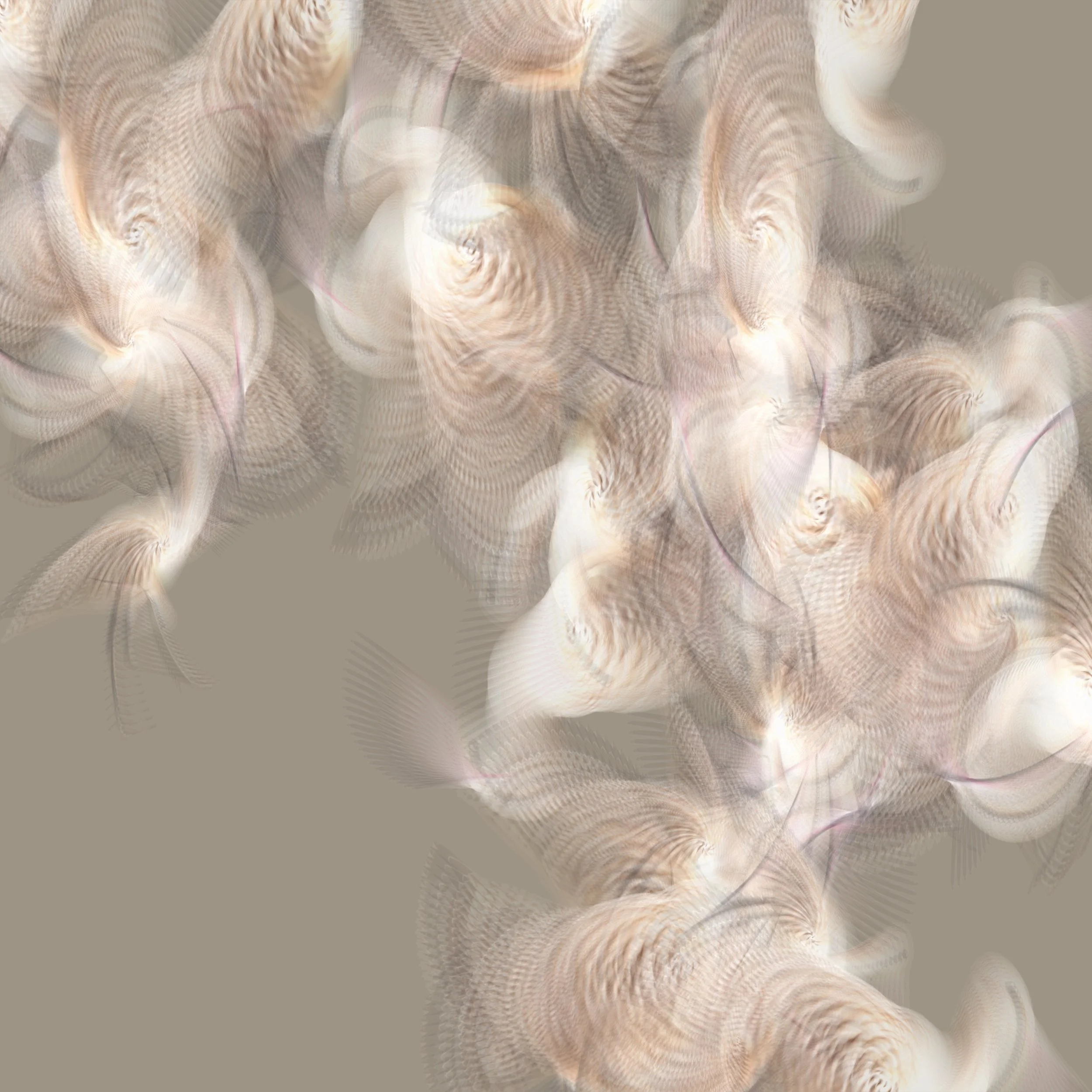 bar_tailed_godwit_square_beige.jpeg