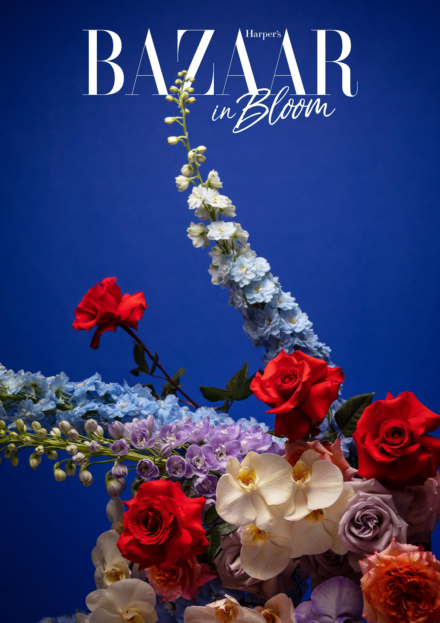 Harpers Bazaar in Bloom