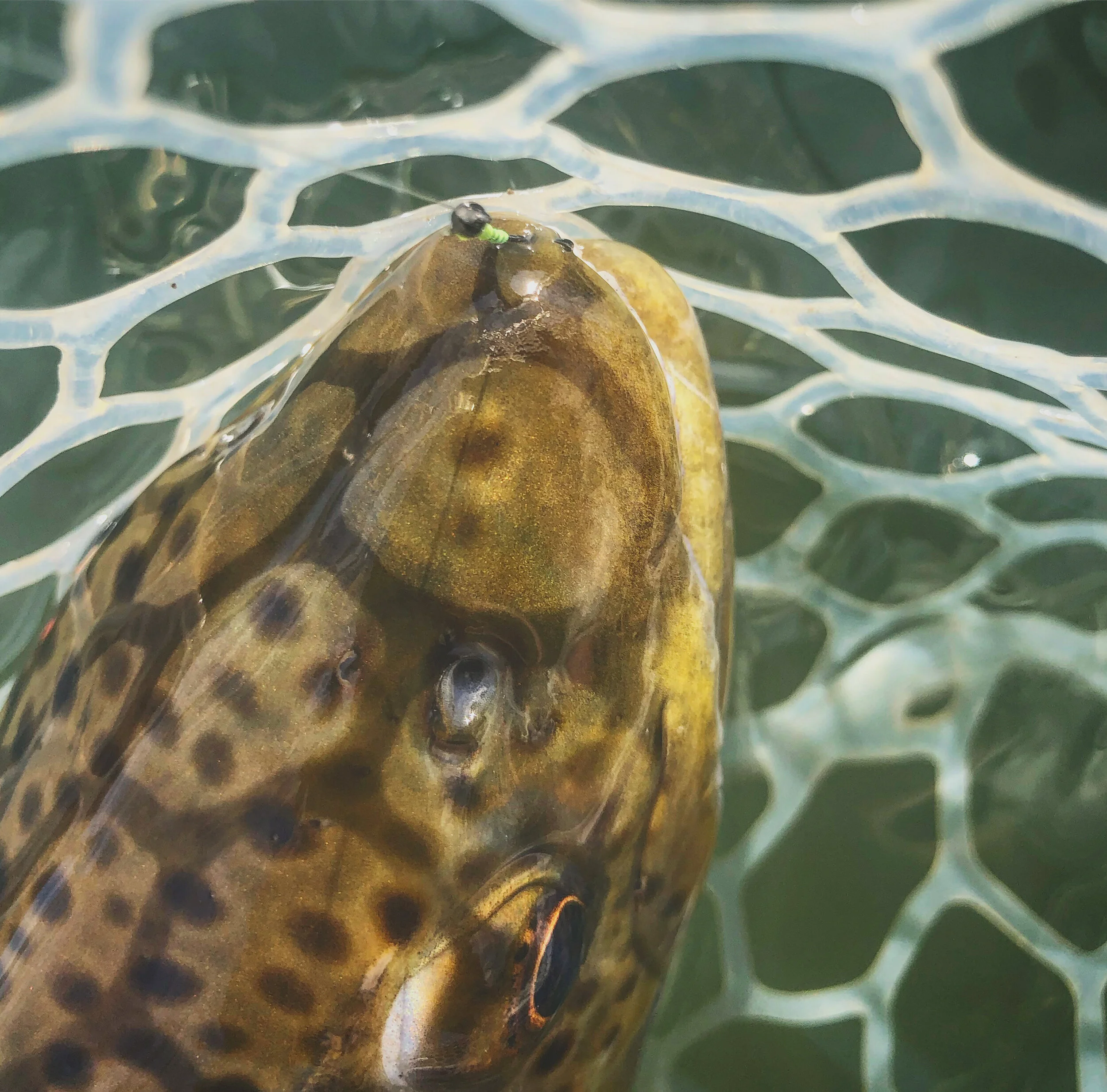 Here come the bugs! And more..... 