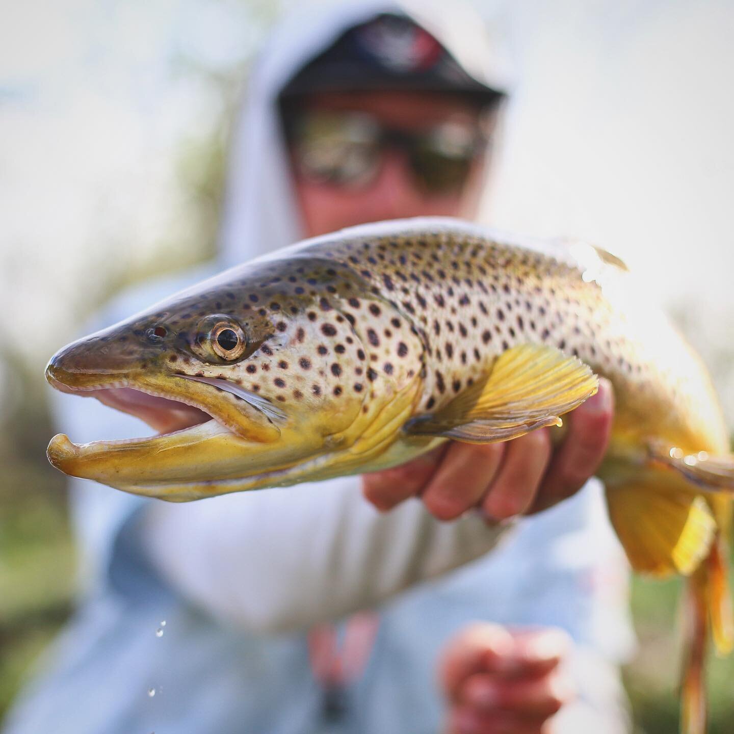 MEAT MOUTH. 
&bull;
&bull;
&bull;
📸: @unclecolepurswell 
&bull;
#riffletripoutfitters #scottflyrods #rossreels #tailwaters #browntown #bigfish #browntrout #onthefly #troutonthefly #troutporn #fishporn #anglerapproved #fisherman #flyfish #flyfishing 
