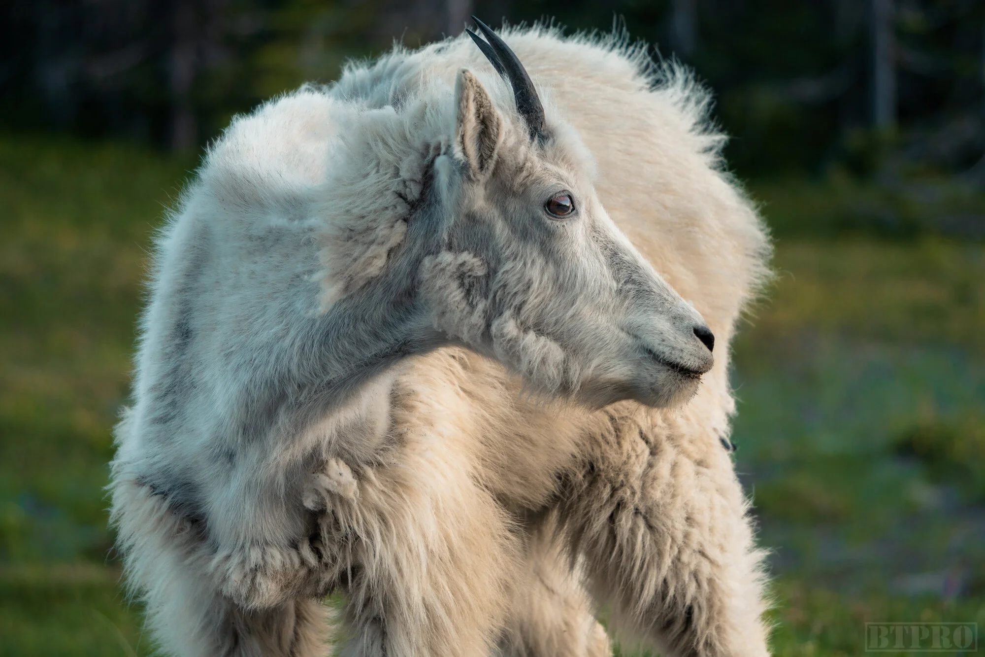 Mountain Goat at Hidden Lake Overlook
