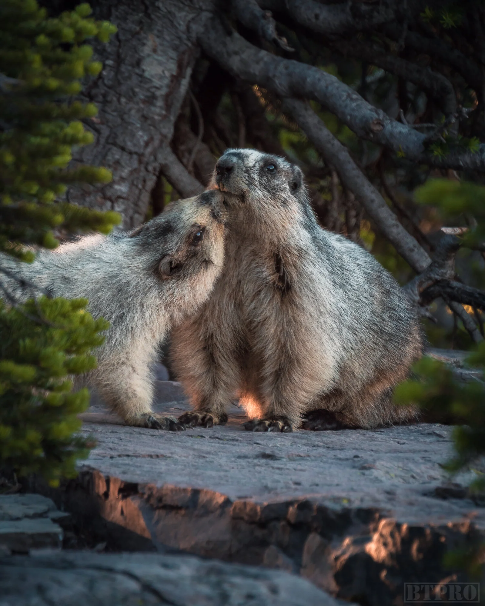 Marmots at Hidden Lake Overlook