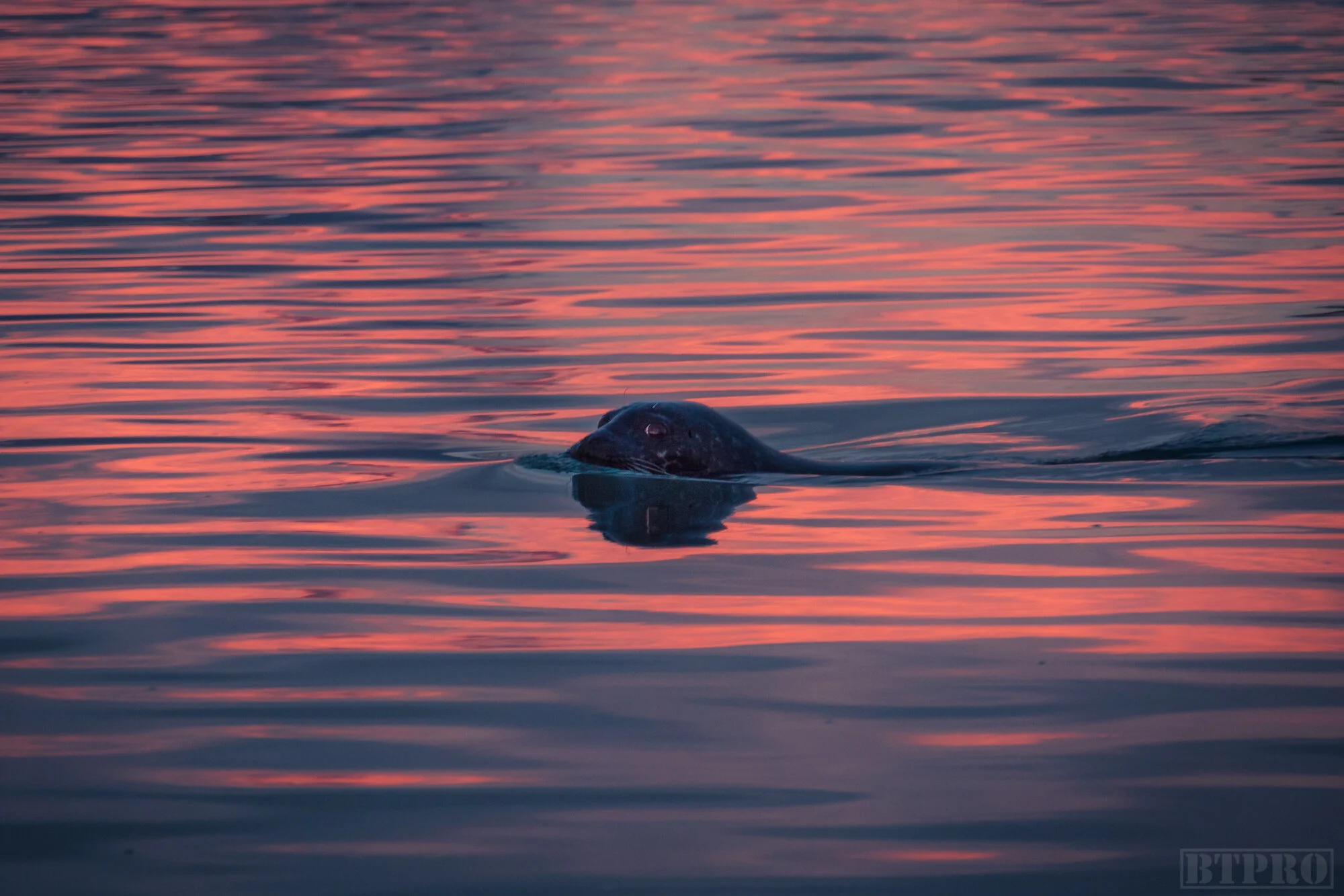 Seal at Sunrise in Jokularlon Lagoon