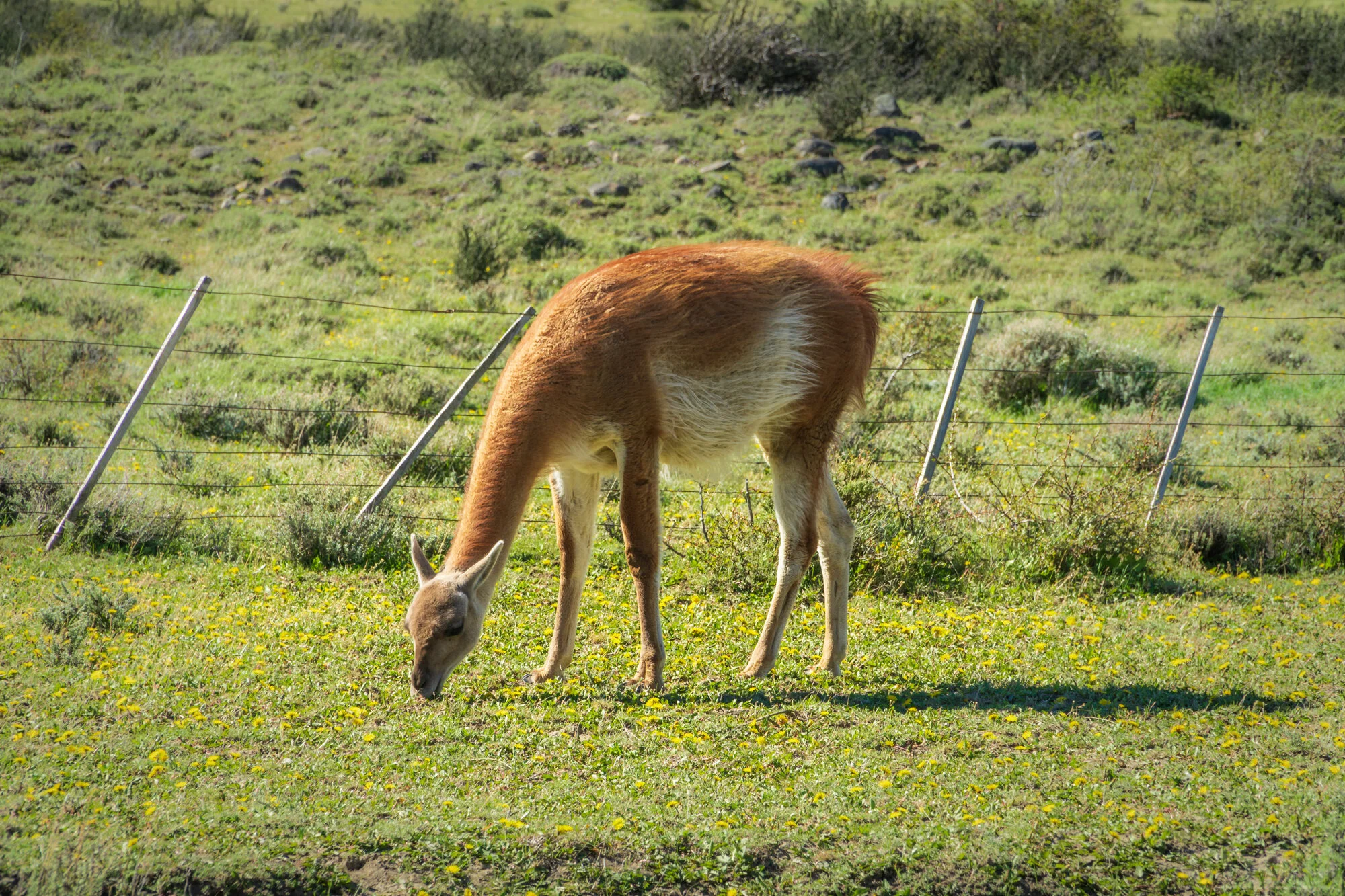 Guanaco Near Laguna Amarga