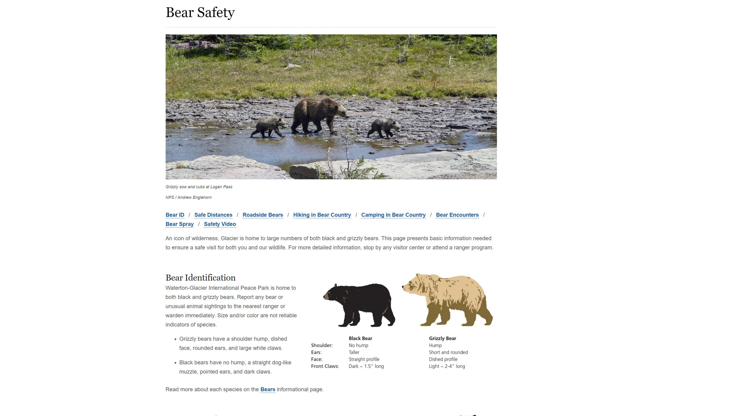 Bear Safety
