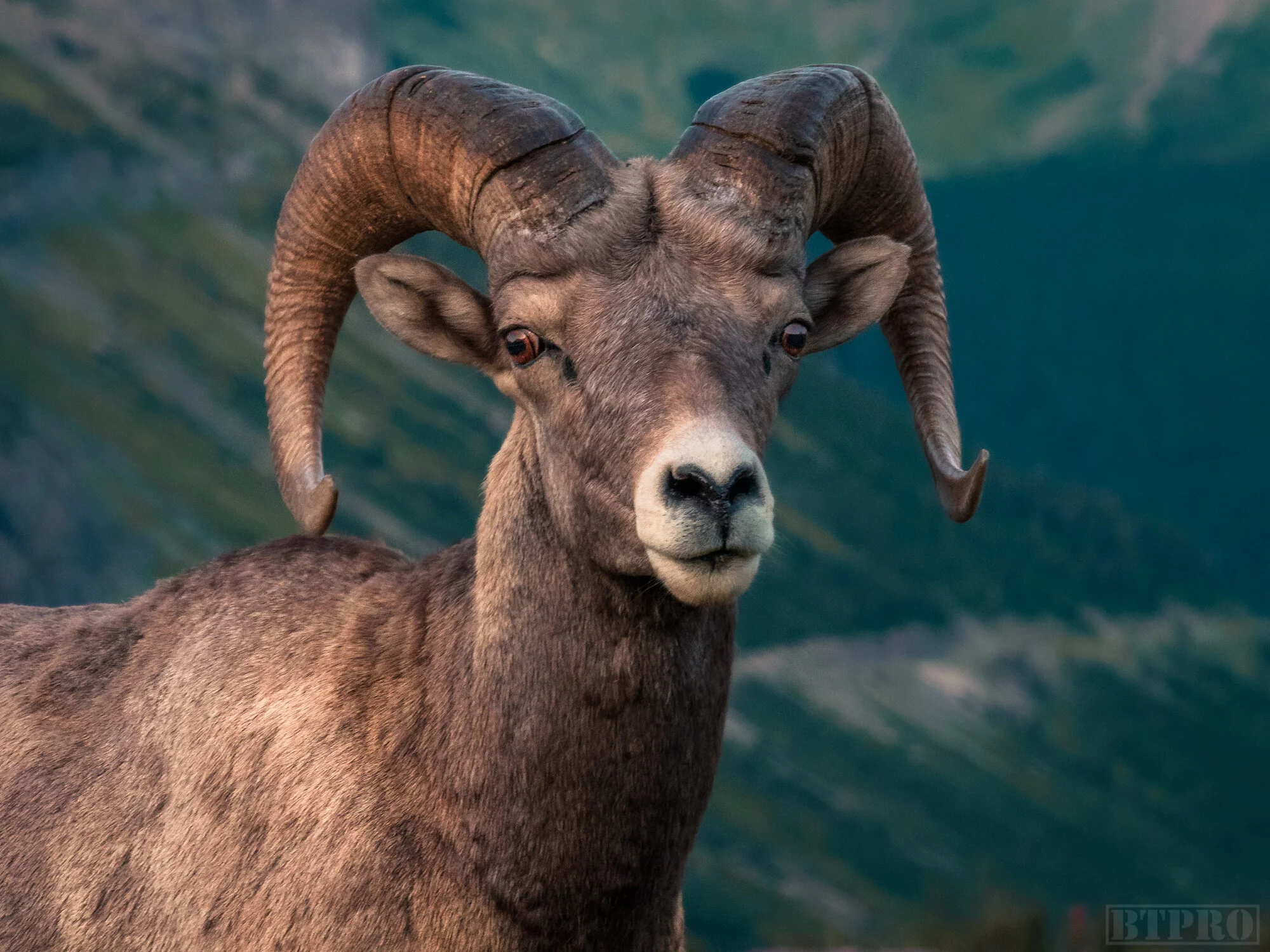 Bighorn Sheep at Hidden Lake Overlook