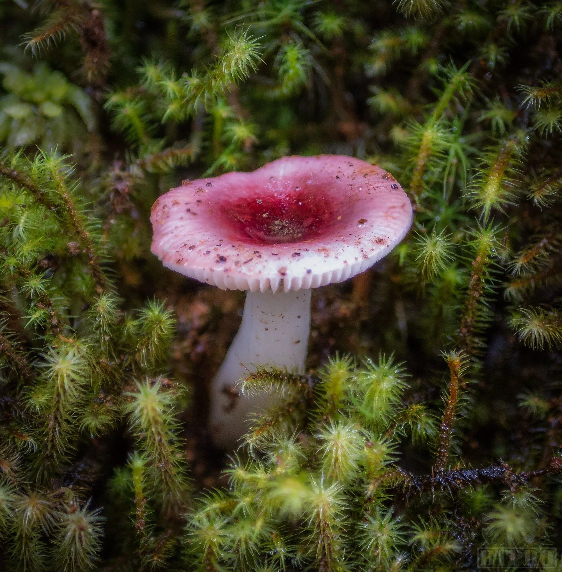 Mushroom in Los Quetzales