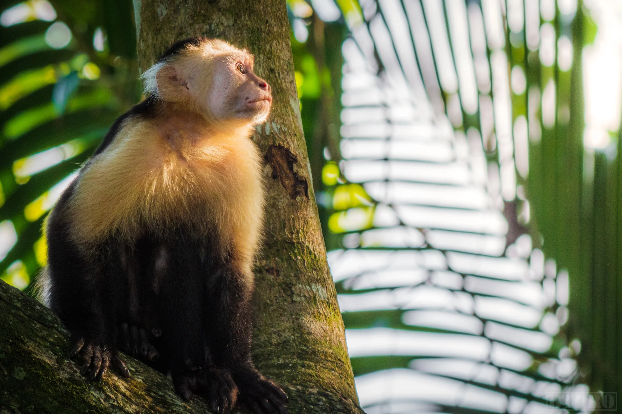 Capuchin Monkey in Cahuita